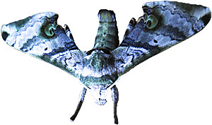 Moth by Asienreisender